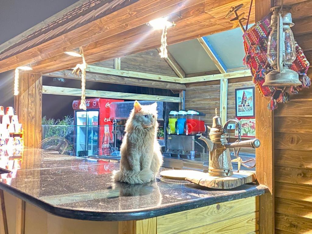 Wadi Al-Hassa Camp Hotel Khawkhah Luaran gambar