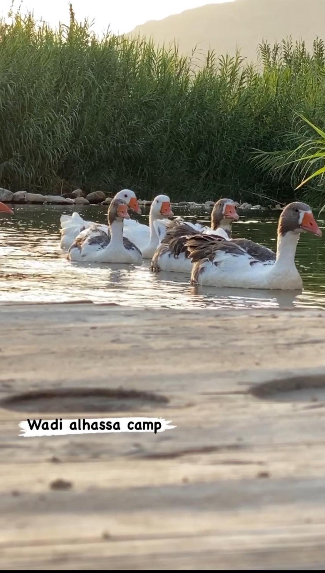 Wadi Al-Hassa Camp Hotel Khawkhah Luaran gambar